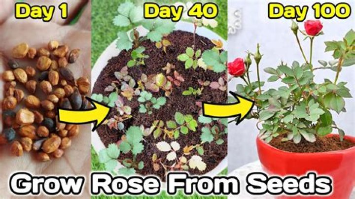 How do you grow a creosote bush from a seed?