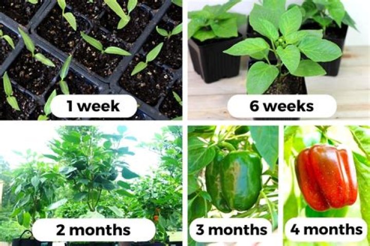 How long does it take to grow paprika?