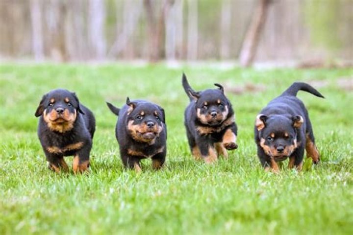 What color are Rottweiler puppies?